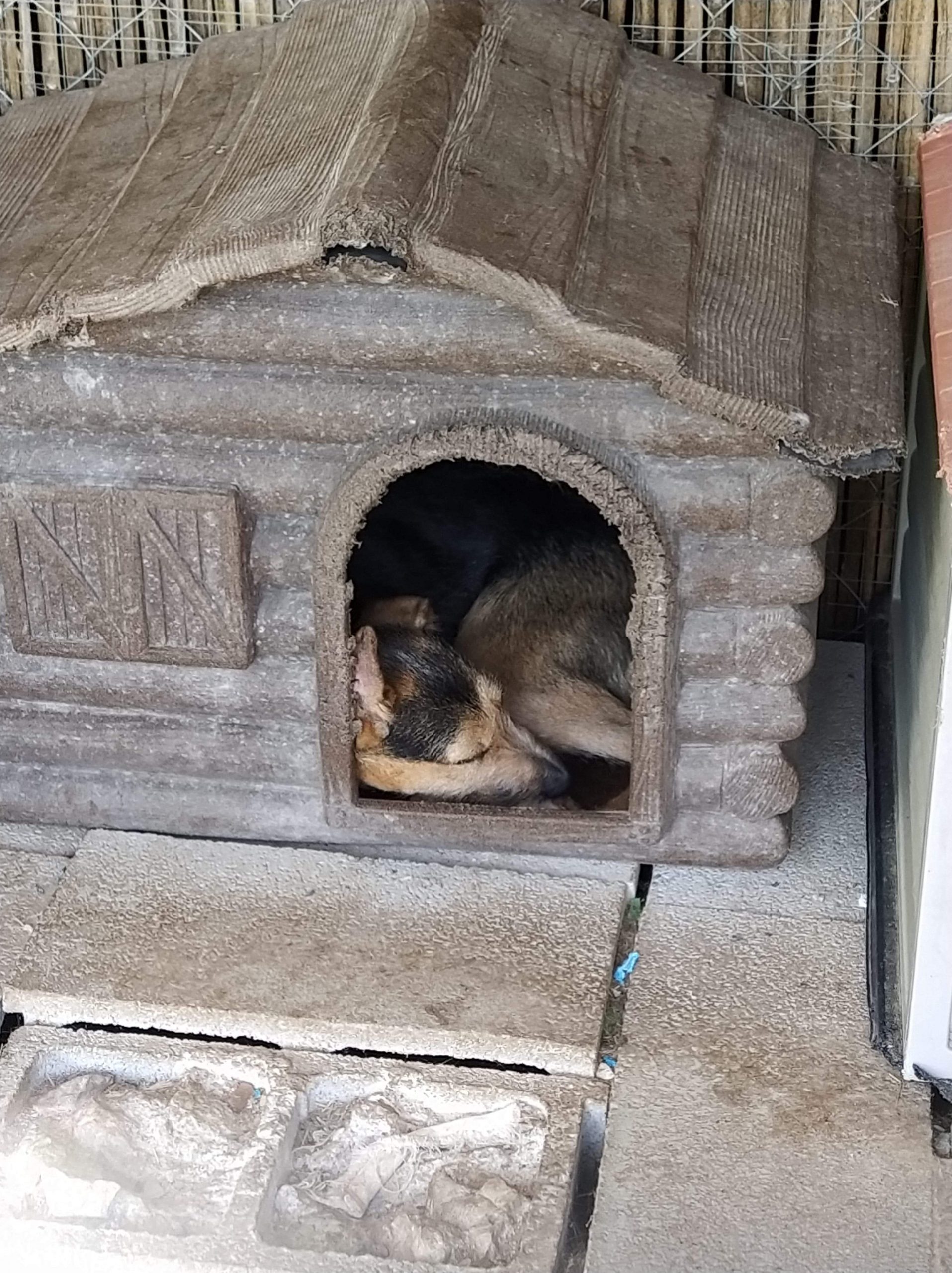 Esperanza taking a nap
