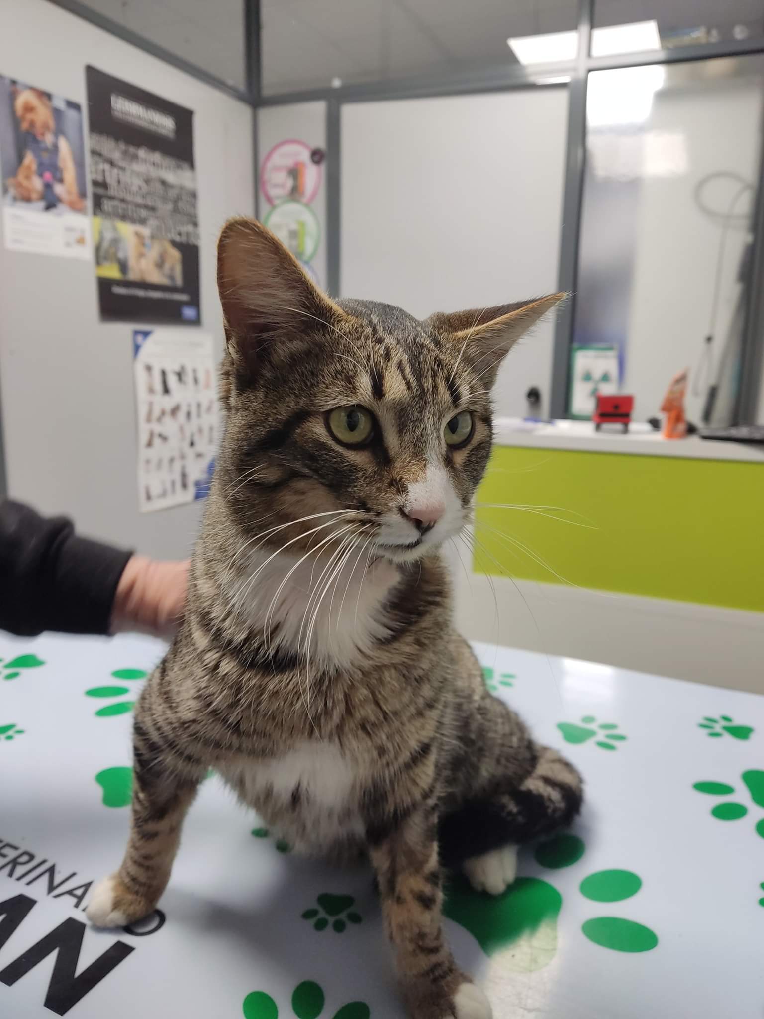 Meet FelixV!
